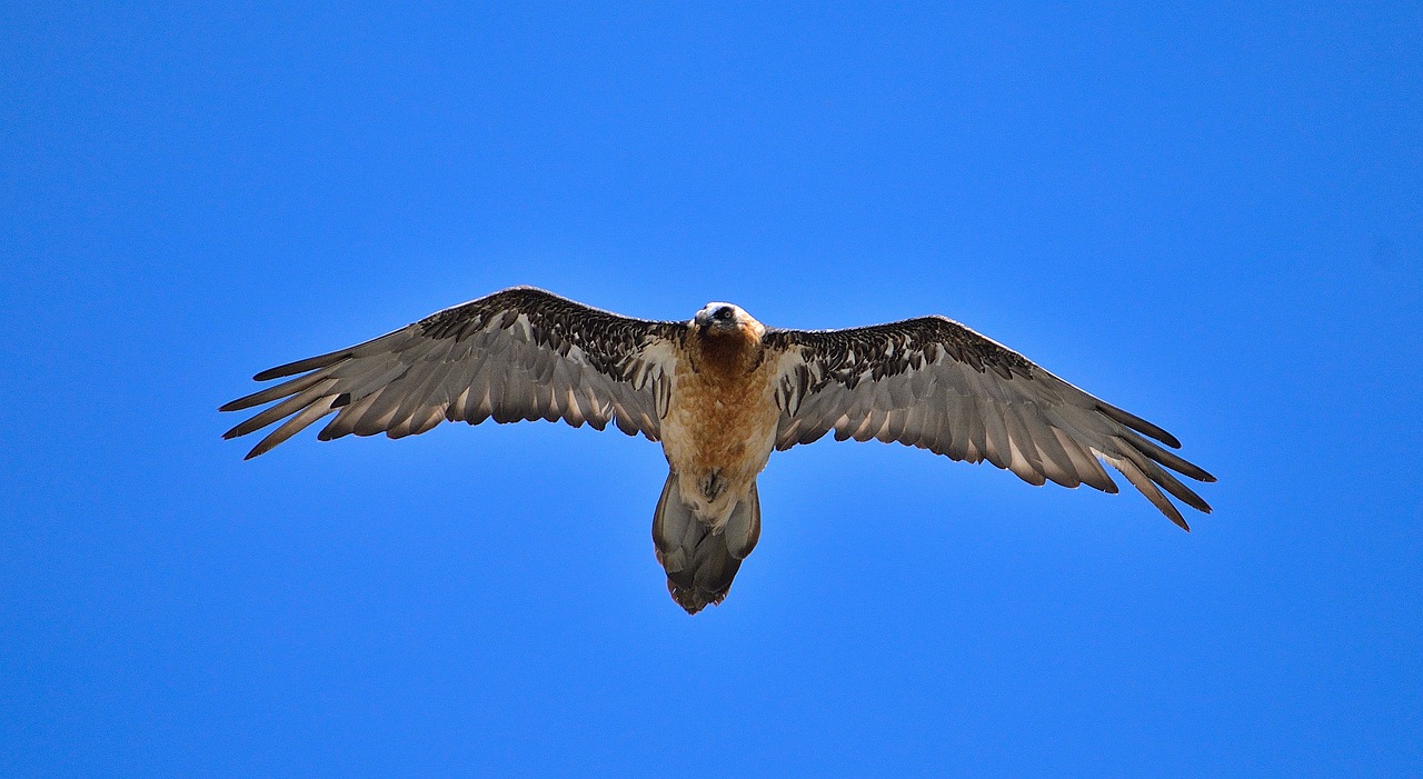 bearded vulture, bird, animal
